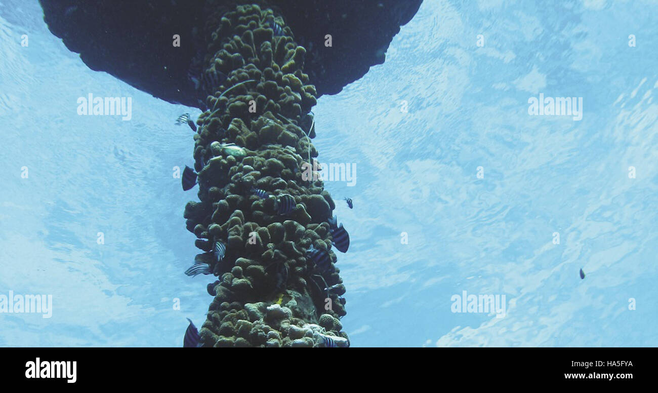 Künstliche riffe -Fotos und -Bildmaterial in hoher Auflösung – Alamy