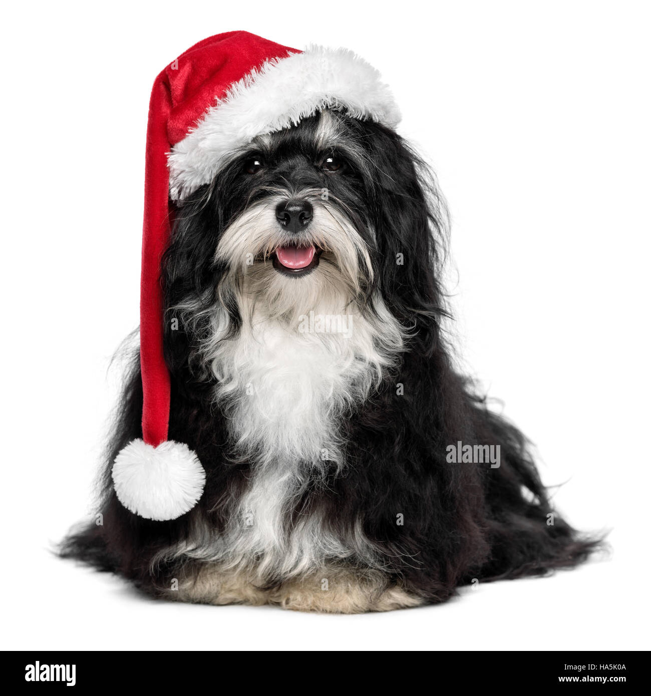 Lustige happy sitzen Bichon Havaneser Hund in ein Weihnachts - Weihnachtsmütze und mit weißen Bart Stockfoto