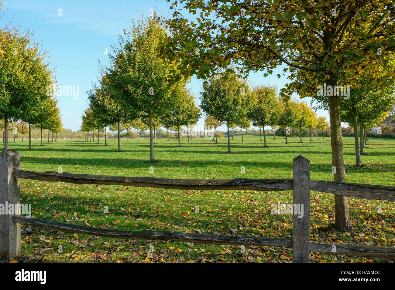 Junge Bäume gepflanzt symmetrisch in der Herbstsonne Stockfoto