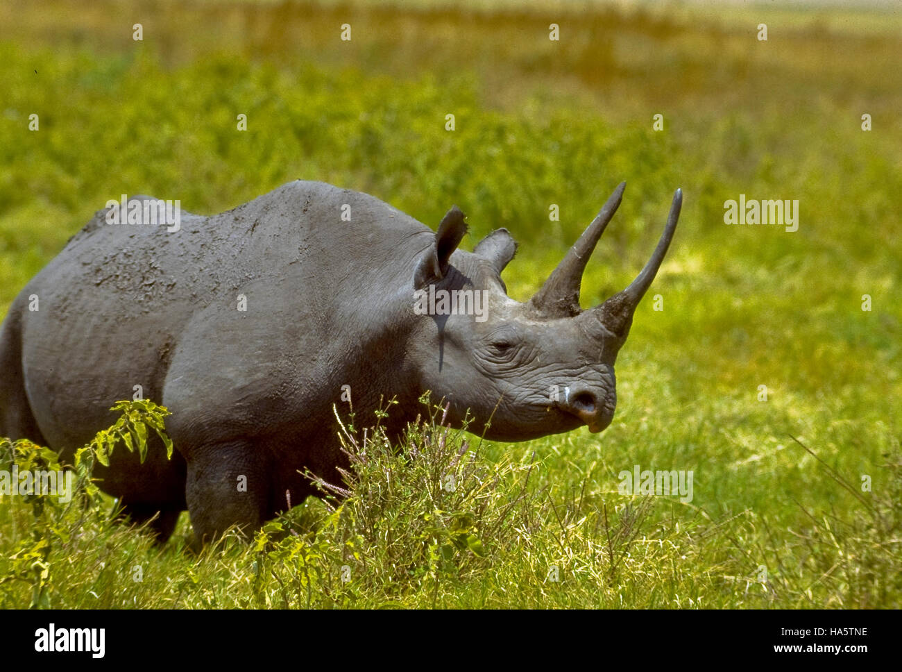 Spitzmaul-Nashorn, Ngorongoro Krater Tansania. In Afrika sterben Nashörner für ihre Hörner, so dass sie vom Aussterben bedroht Stockfoto