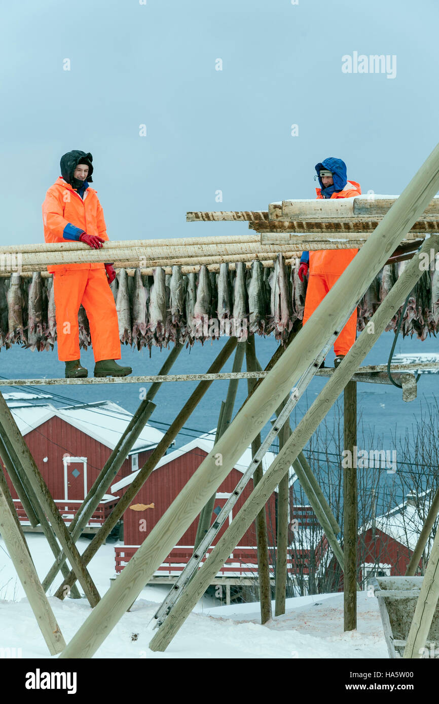 Lufttrocknung von Stockfisch. Lofoten, Norwegen Stockfoto