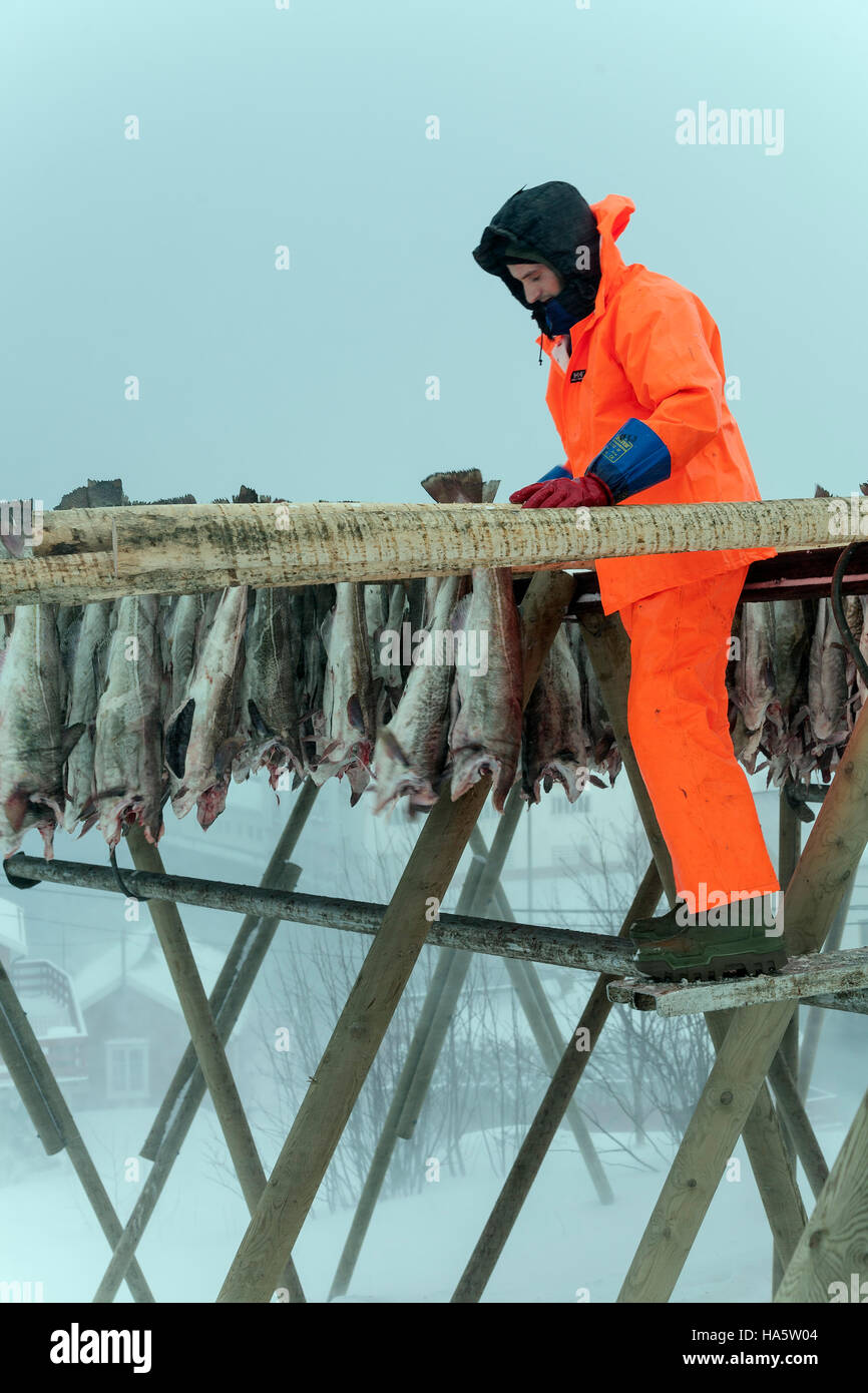 Lufttrocknung von Stockfisch. Lofoten, Norwegen Stockfoto