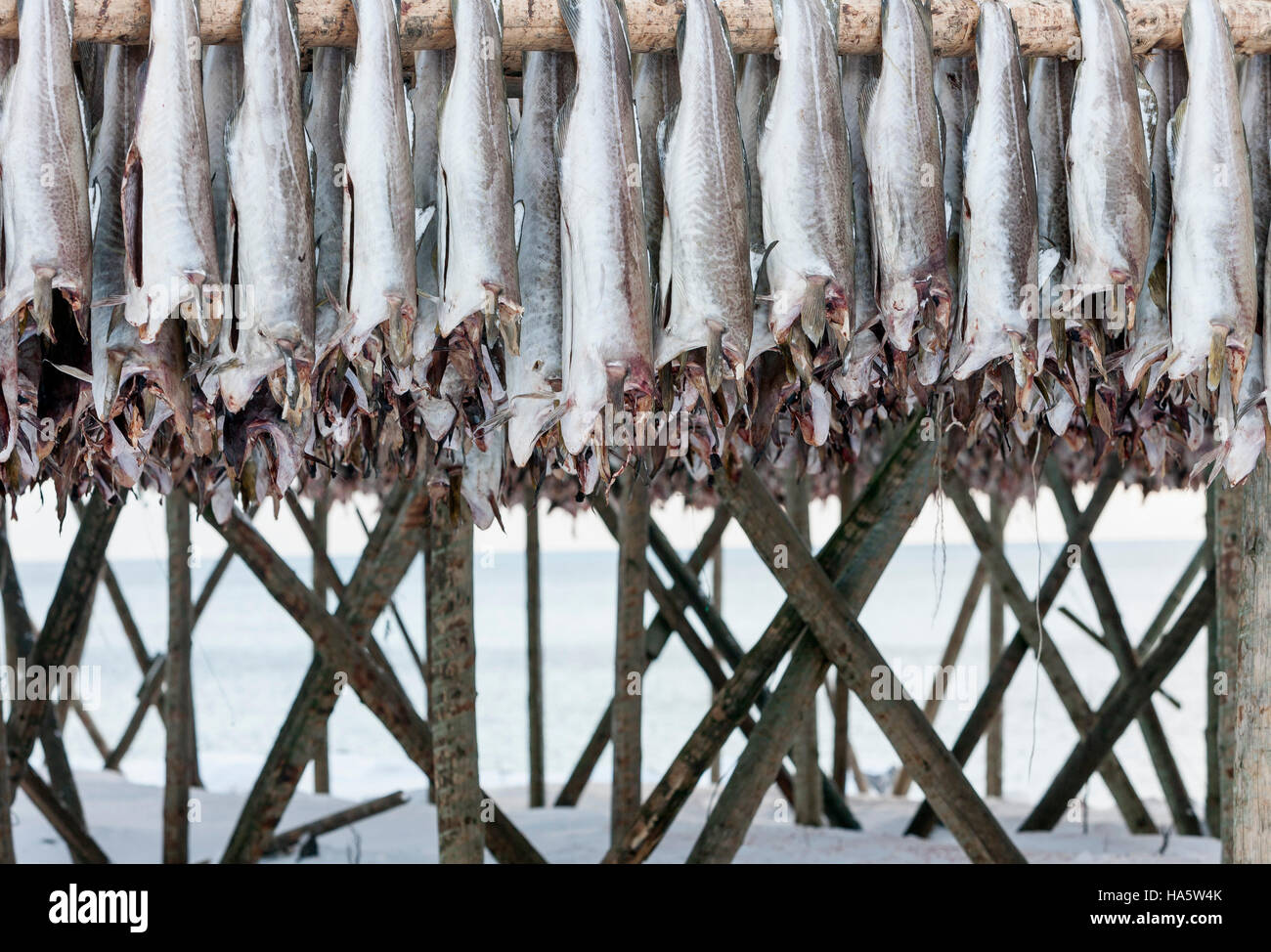 Lufttrocknung von Stockfisch. Lofoten, Norwegen. Stockfoto