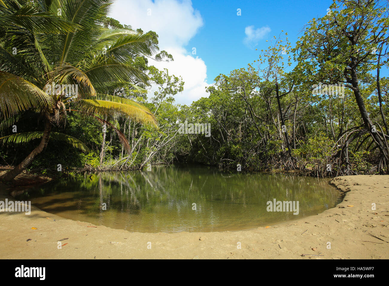 Cow Bay Beach, wo der Regenwald das Great Barrier Reef trifft. Stockfoto