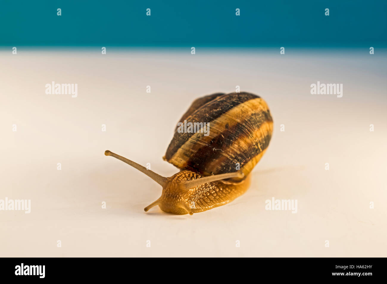 Schnecke mit Weichtier Stockfoto