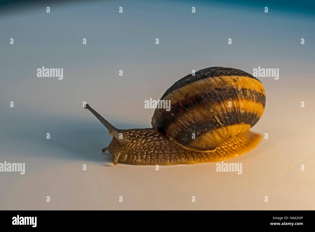 Schnecke mit Weichtier Stockfoto