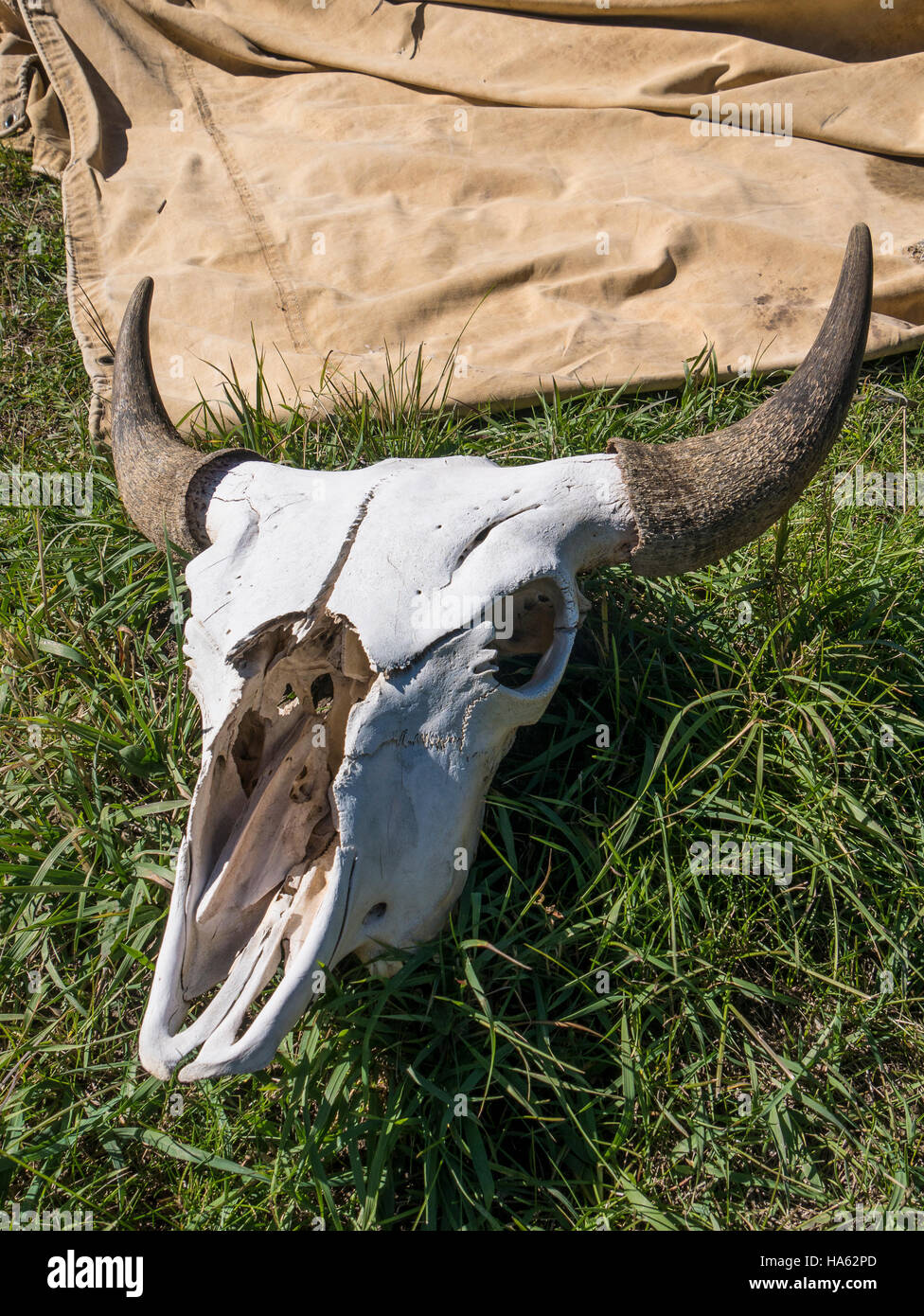 Bison Schädel, Tatanka Story des Bisons, Deadwood, South Dakota. Stockfoto