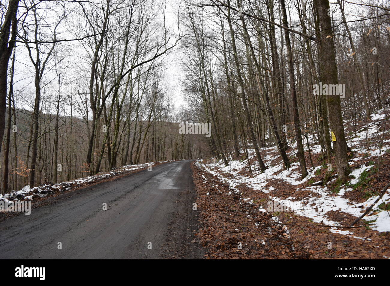 Lange unbefestigte Straße durch einen Wald verblassen Weg in der Ferne Stockfoto