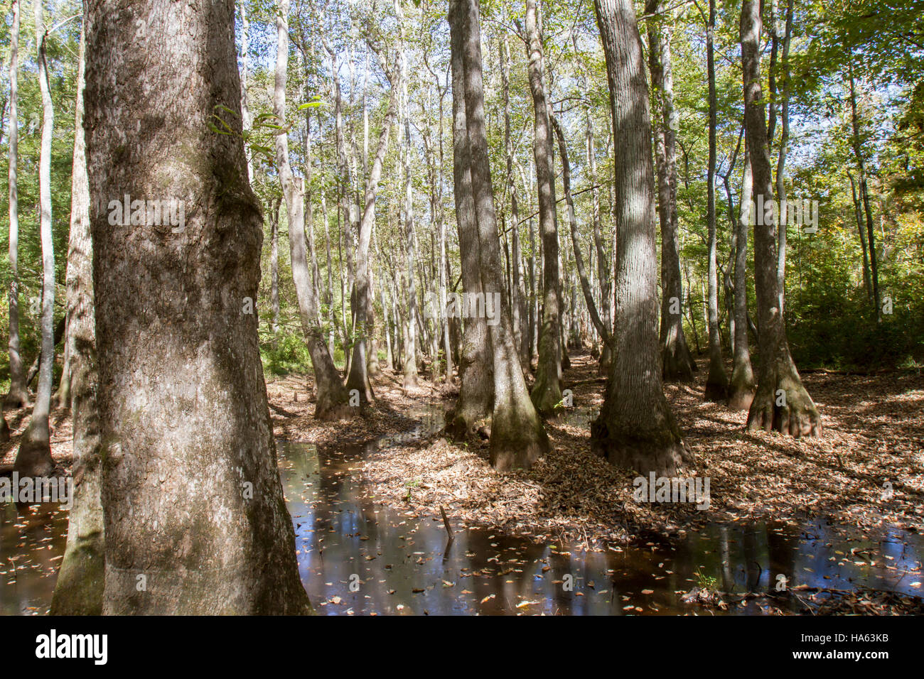 Zypressen und Wasser Tupelo Baum Sumpf entlang Natchez Trace Parkway in Mississippi, USA. Stockfoto