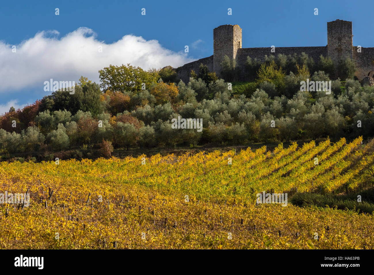 Herbstliche Weinberge außerhalb der mittelalterlichen Stadtmauern von Monteriggioni, Toskana, Italien. Stockfoto