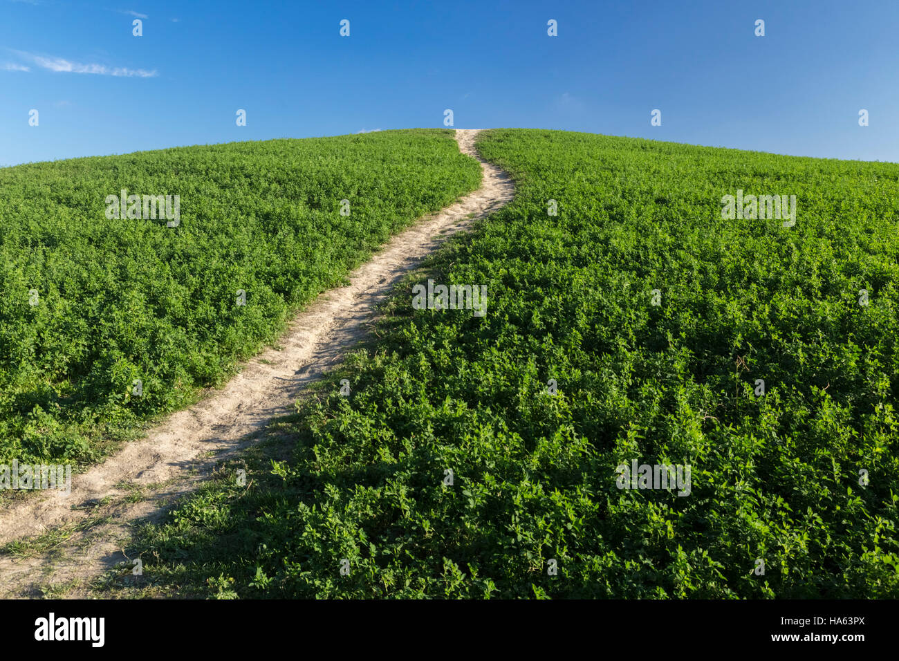 Wanderweg an der Spitze eines grünen Hügels in der Nähe von Asciano, Toskana, Italien. Stockfoto