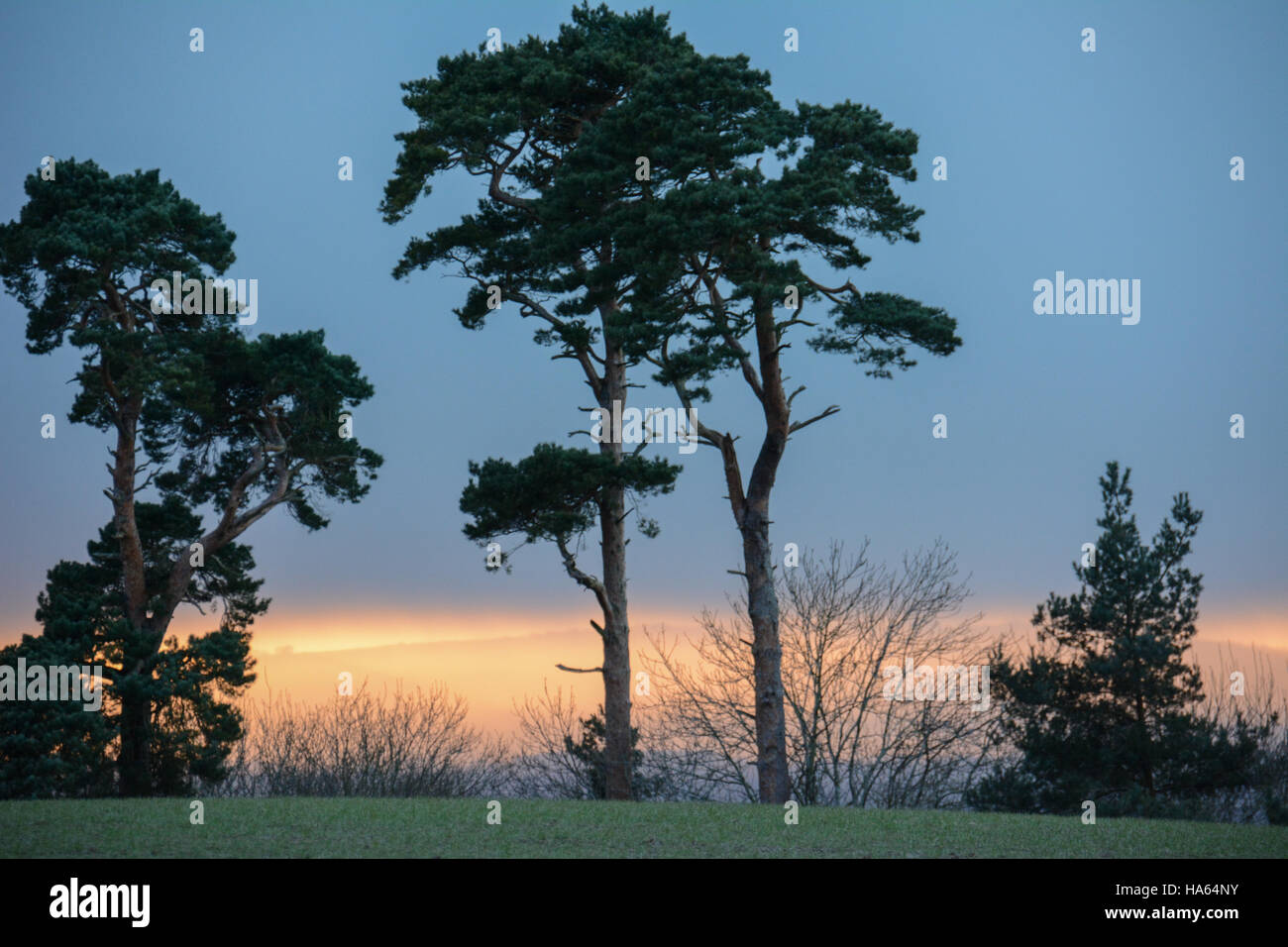 Ungewöhnliche Costwold Winter Skyline von Bäumen Silhouette gegen starke blau-grauen Himmel mit Sonnenuntergang Stockfoto