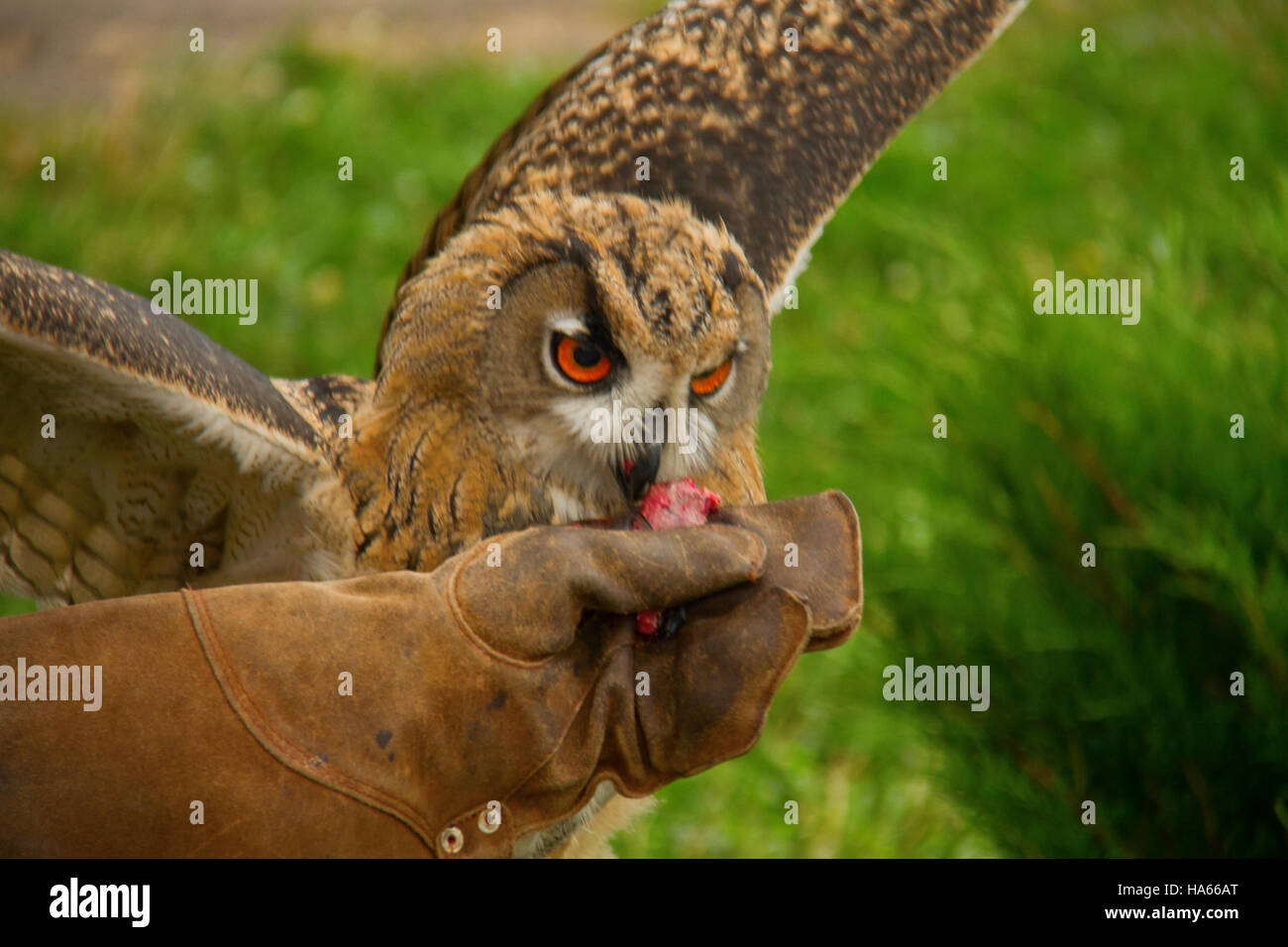 Große Eule, Verzehr von Fleisch von hand Stockfotografie Alamy
