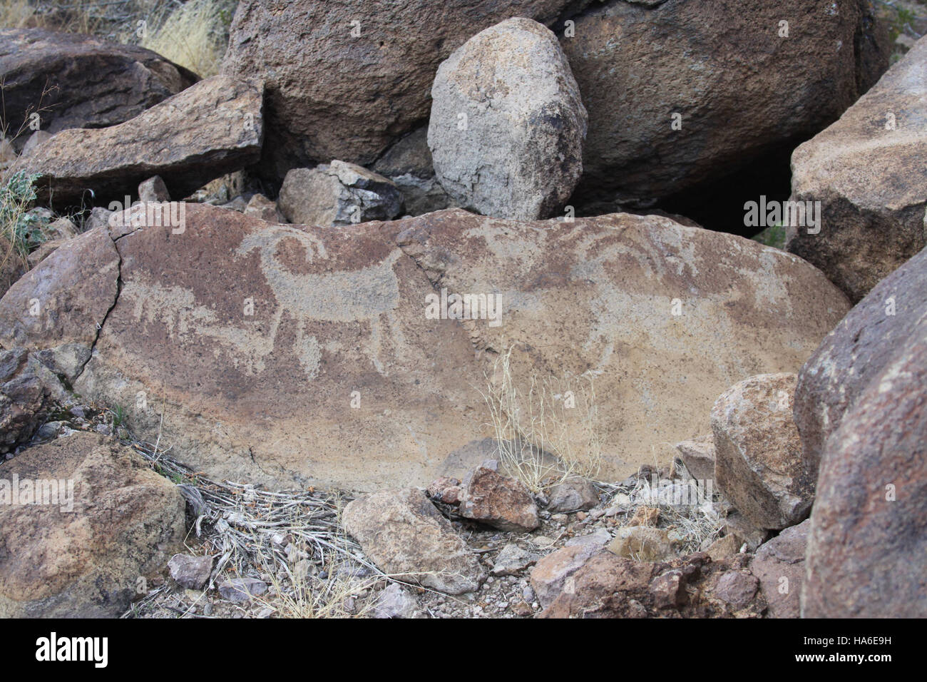 Wüstenfelskunst in Nevada bietet einen Einblick in die prähistorischen Kulturen, die einst die Region bewohnten. Die Petroglyphen der Big Horn Family sind Teil eines reichen kulturellen Erbes und unterstreichen die Bedeutung der Erhaltung alter Kunstwerke als Teil der Geschichte und Landschaft des Bundesstaates. Stockfoto