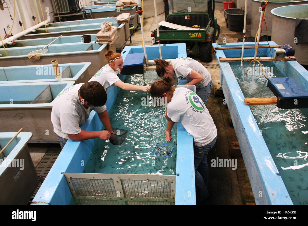 YCC-Mitarbeiter helfen bei der Einstufung von Lake Sturgeon und konzentrieren sich dabei auf die Verbesserung der Aufzucht und Futterumwandlung in einer nationalen Fischbrüterei und unterstützen die Bemühungen um den Gewässerschutz. Stockfoto