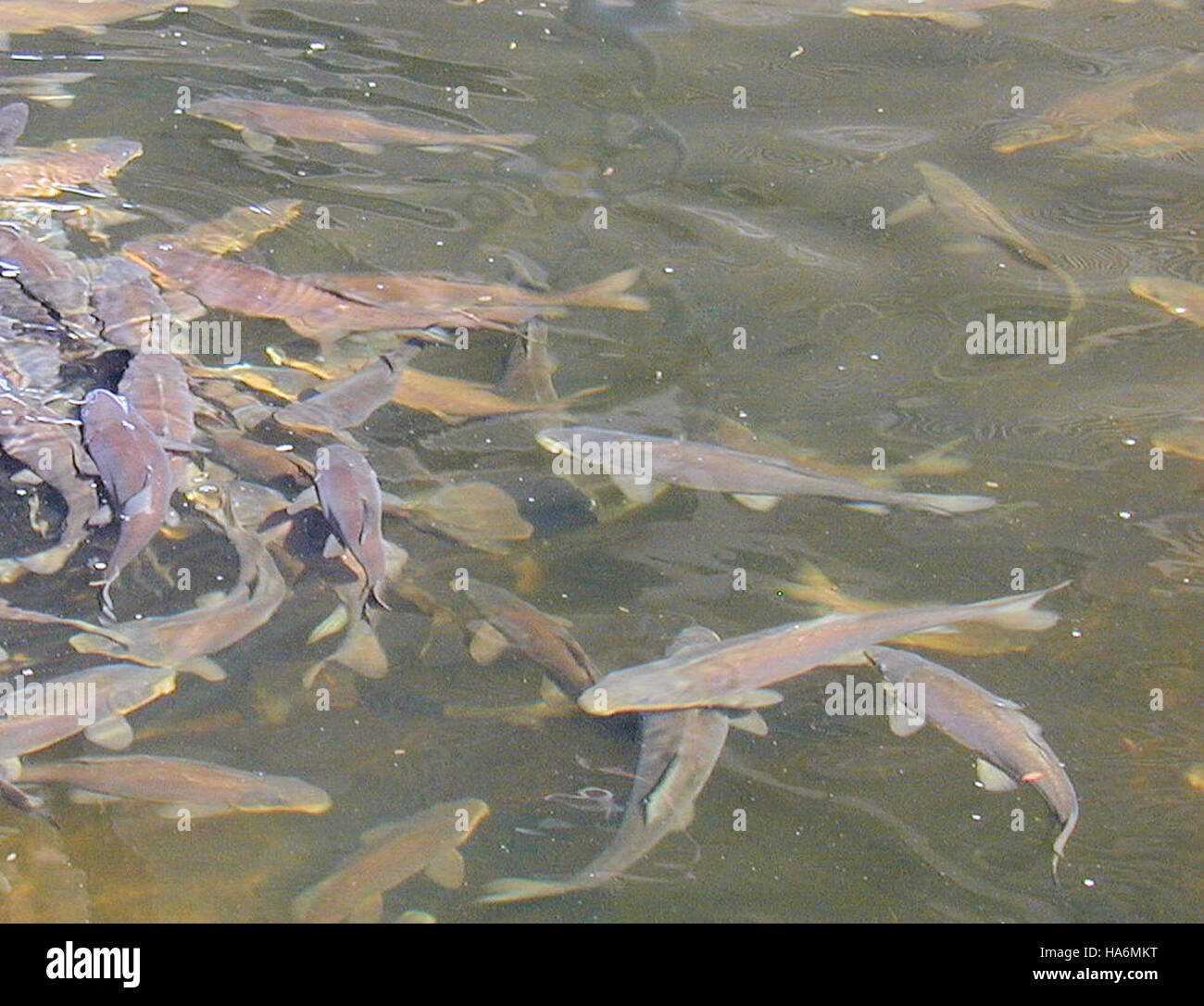 Razorback Suckers, eine Fischart aus dem Colorado River, werden in der ...