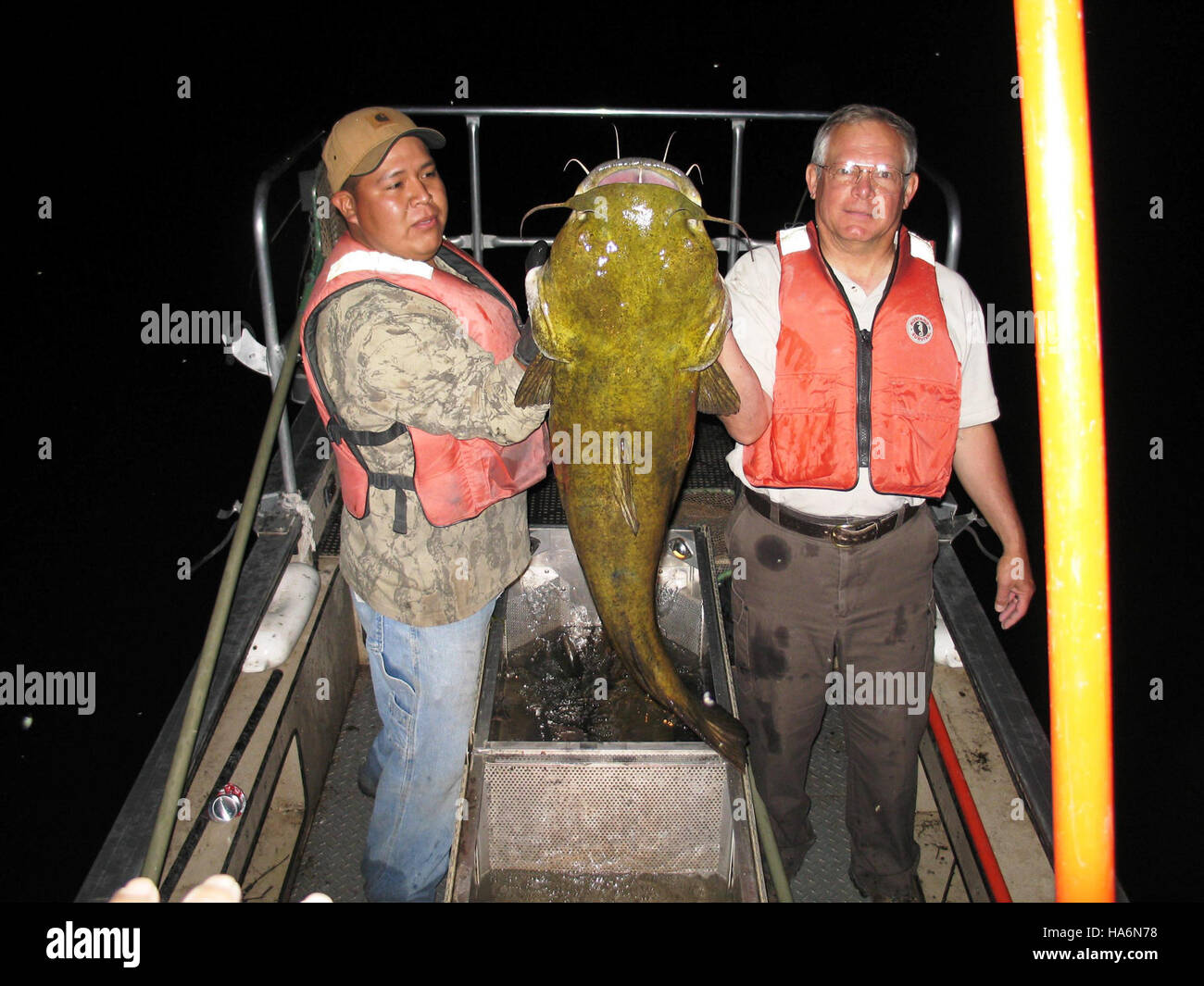 Ein großer Flathead-Wels, der im San Carlos Lake gefangen wird, einem wichtigen Gewässer in einem Nationalpark. Die Fischarten verdeutlichen die aquatische Artenvielfalt des Gebiets und die Rolle der Seen bei der Förderung der Vielfalt der aquatischen Lebensweise. Stockfoto