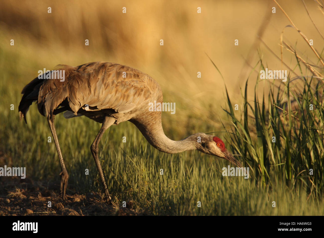 Malheur Nwr 4602746607 größere Sandhill Kran Stockfoto