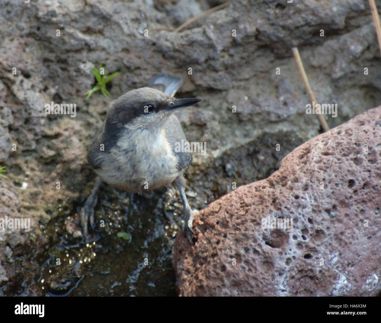 Die Pygmy Nuthatch, ein kleiner singvogel, wurde im Malheur National Wildlife Refuge gesichtet. Die Pygmy Nuthatch ist bekannt für ihr aktives Verhalten und ihre soziale Natur und ist Teil der vielfältigen Tierwelt der Region und trägt zur Gesundheit des Ökosystems bei. Stockfoto