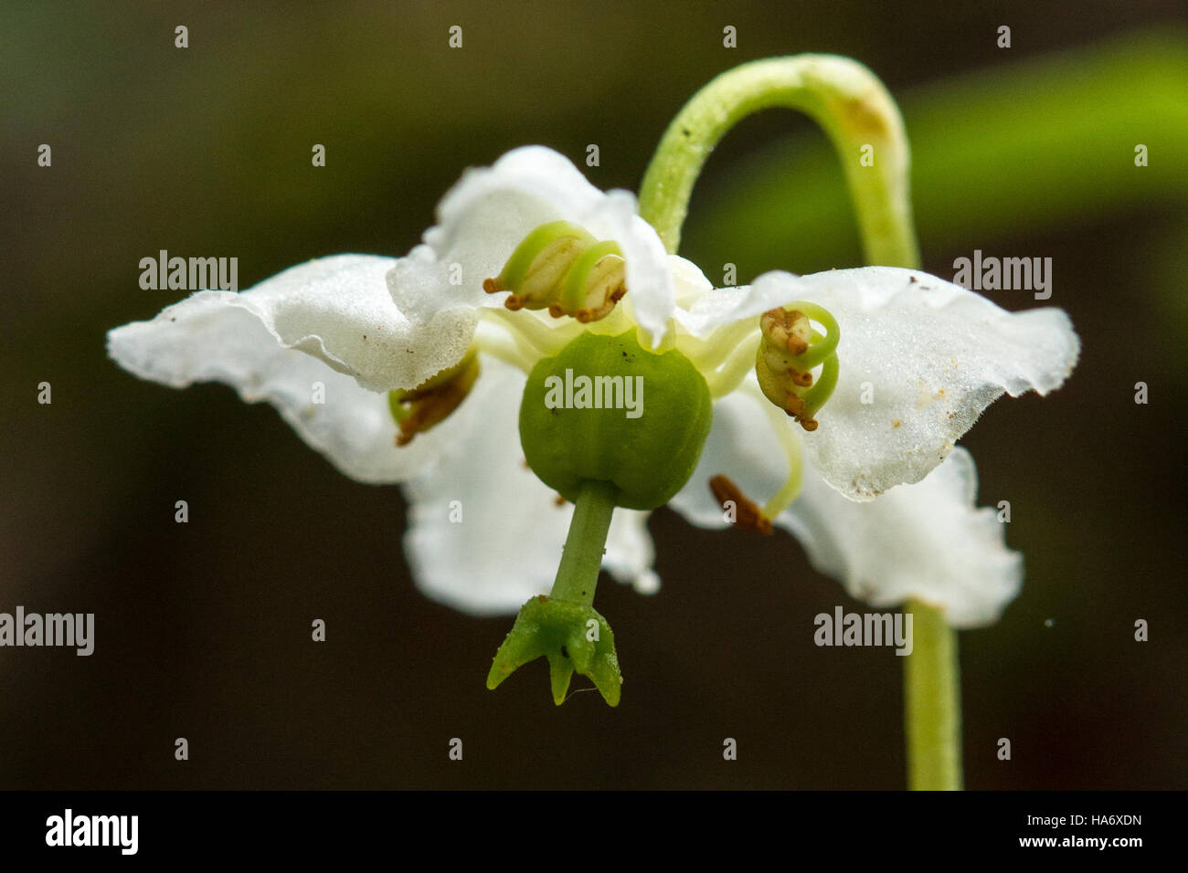 Shy Maiden (Pyrola uniflora) ist eine seltene Pflanzenart, die im Rocky Mountain National Park vorkommt. Diese blühende Pflanze spielt eine Rolle im einzigartigen alpinen Ökosystem des Parks und trägt zur Artenvielfalt des Parks bei. Stockfoto