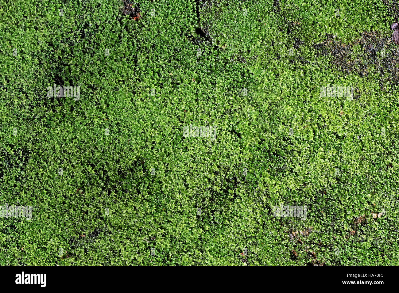 Hintergrund der alten Wand bedeckt mit nassen grünen Moos Wachstum Stockfoto
