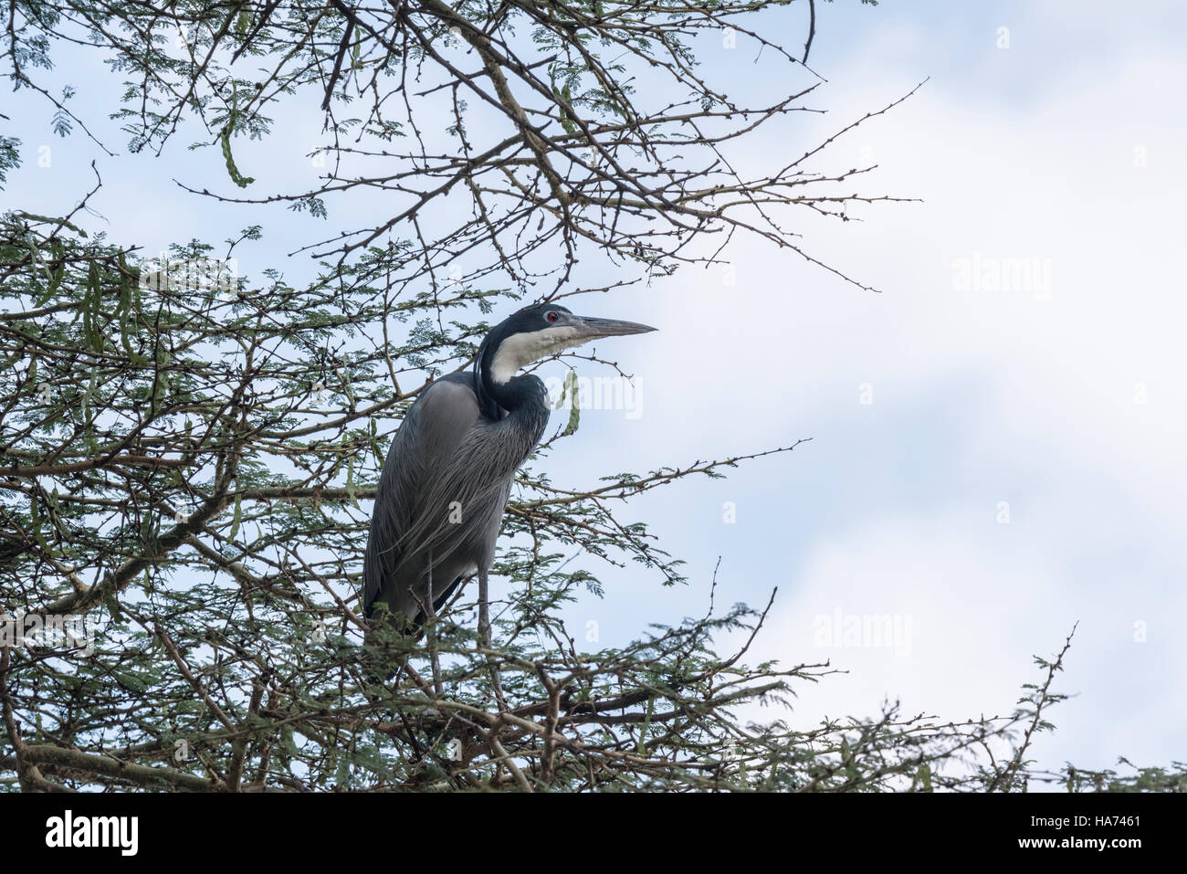 Ein Black-Headed Reiher thront in einem Baum, in dem es nisten war Stockfoto