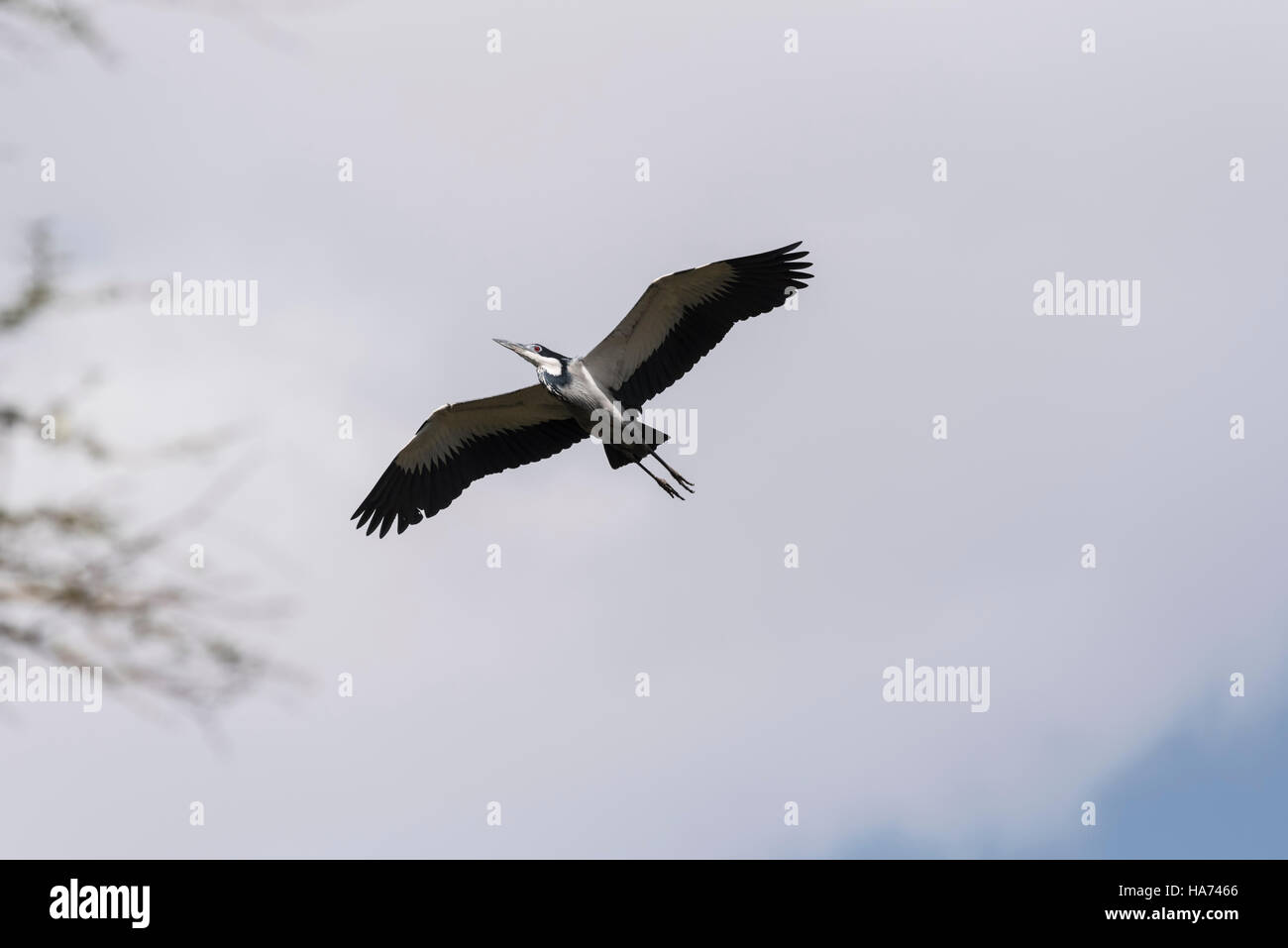 Eine fliegende Black-Headed Heron Stockfoto