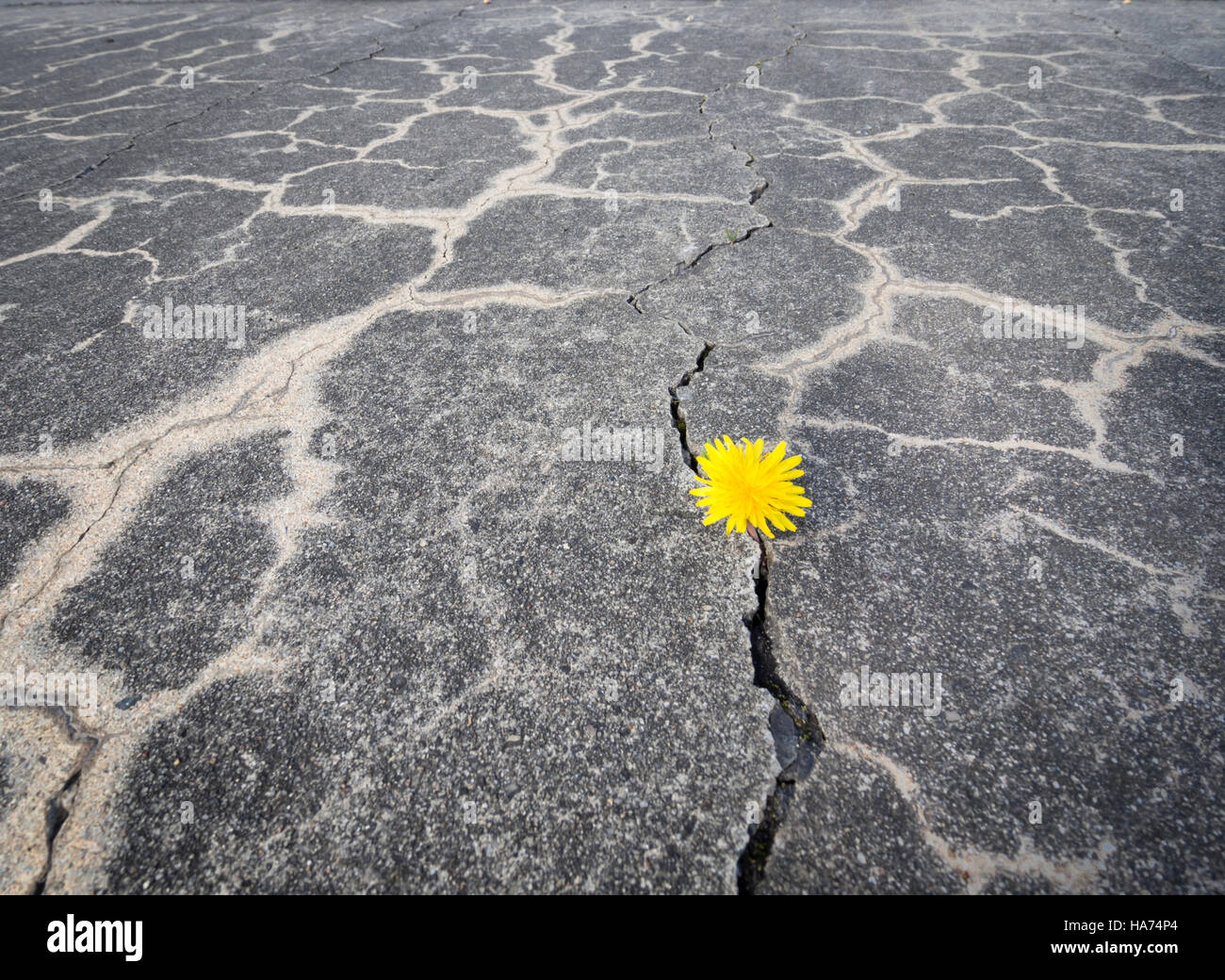 Eine kleine gelbe Löwenzahn Blume durchdringt durch einen Spalt in die verwitterten grauen Betonfahrbahn Stockfoto