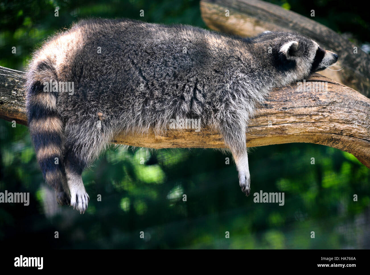 Waschbär im Zoo Veszprém (Ungarn) Stockfoto