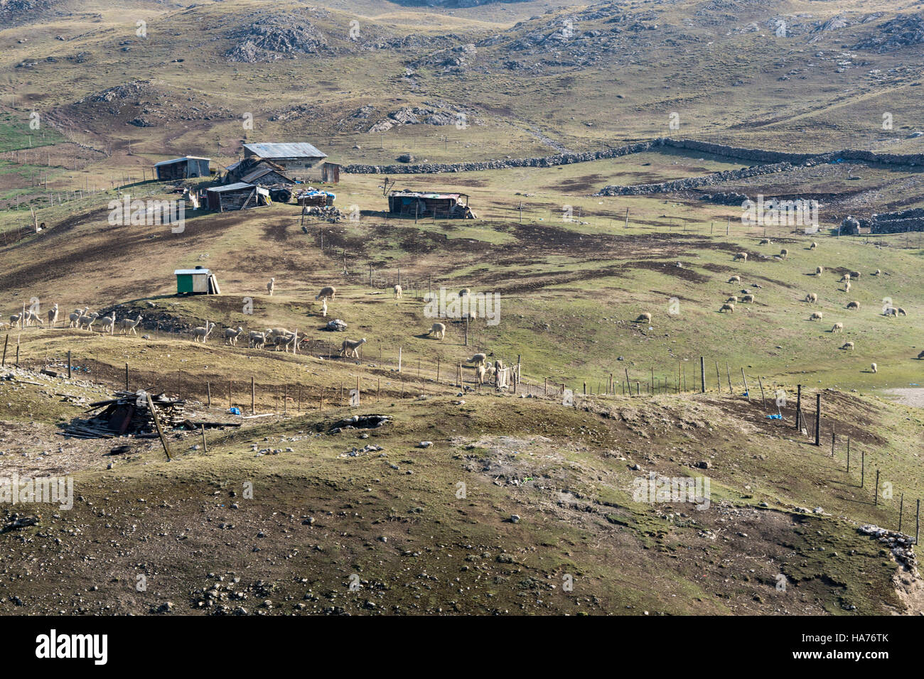 Farmen von Lamas und Alpakas im peruanischen Hochland. Pasco, Peru. Stockfoto