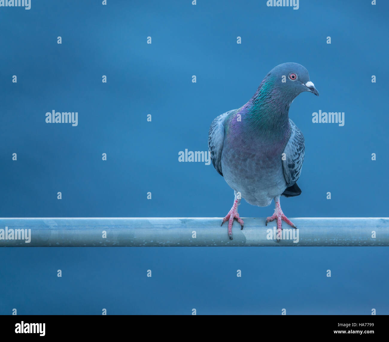 Neugierige Taube gegen Blauwasser mit Textfreiraum Stockfoto