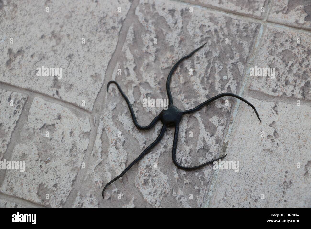 Seltsame schwarze Stern wie Oktopus in hoher Auflösung verfügbar und verschiedenen Größen entsprechend die Anforderungen Ihres Projekts Stockfoto