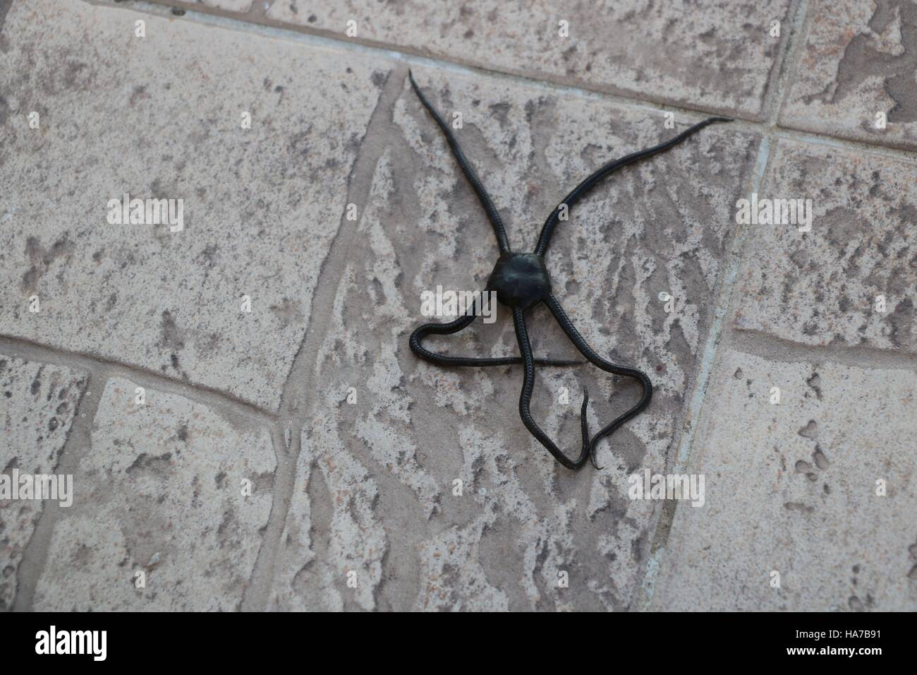 Seltsame schwarze Stern wie Oktopus in hoher Auflösung verfügbar und verschiedenen Größen entsprechend die Anforderungen Ihres Projekts Stockfoto