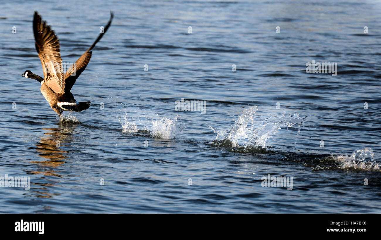 Einzelne Kanadagans, die Flucht aus einem Teich mit spritzt Wasser aus der Vogelperspektive auf dem Wasser wandeln. Stockfoto