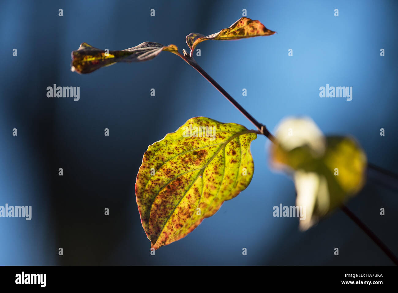 Letzte der noch hängen Blätter Stockfoto