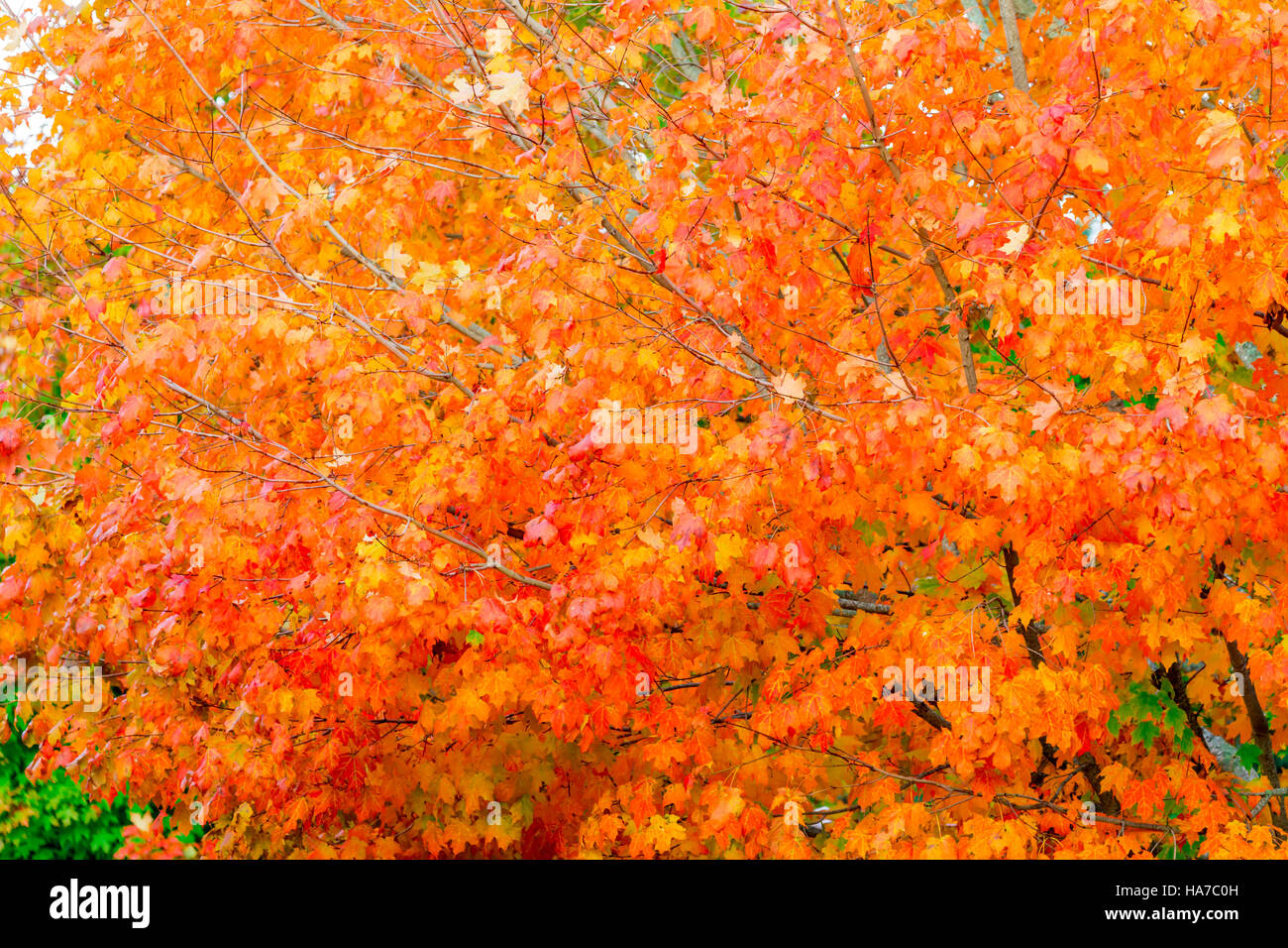 helle Blätter an einem Ahornbaum im Herbst, reich an Farbe, Orange und rot Stockfoto