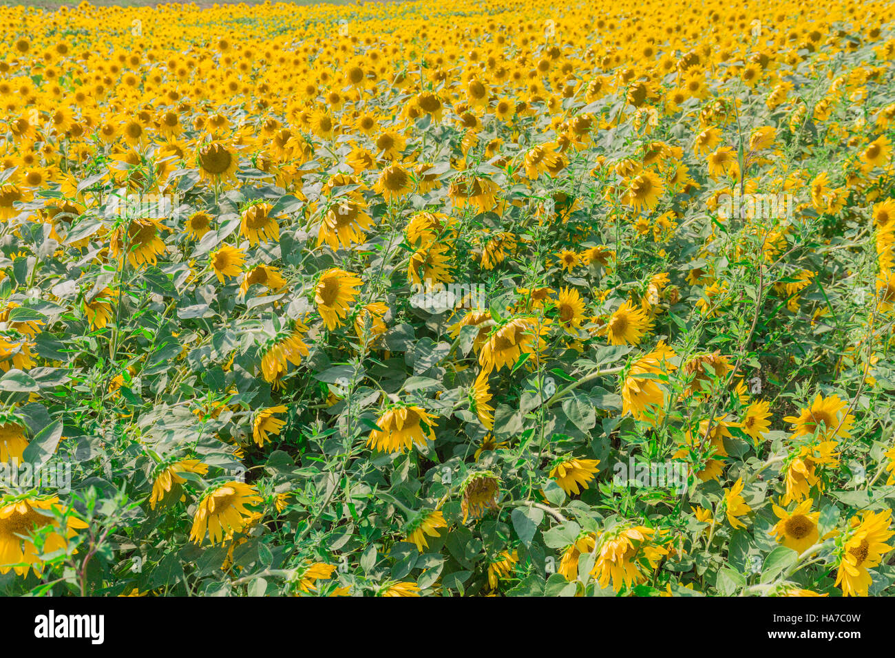 Bereich der endlose Sonnenblumen Stockfoto