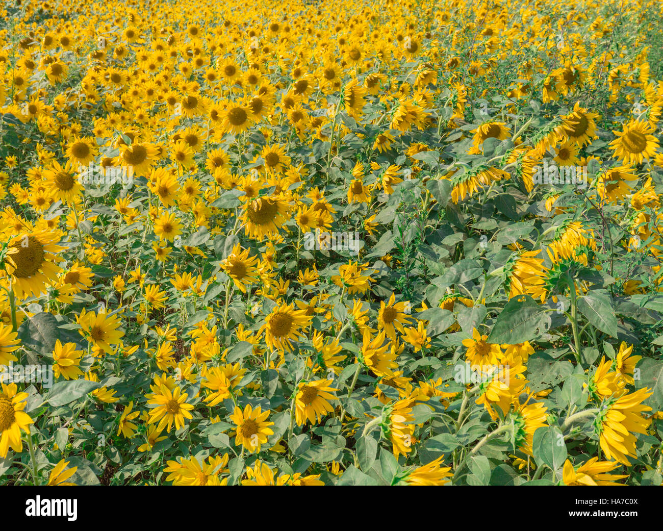 Feld mit Sonnenblumen mit Tausenden von Blüten Stockfoto