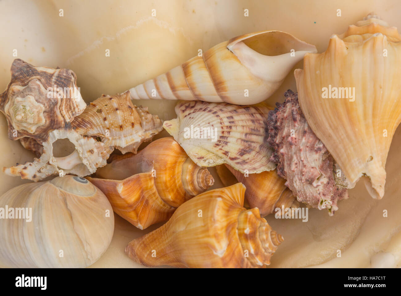 Eine Sammlung von bunten Muscheln Stockfoto
