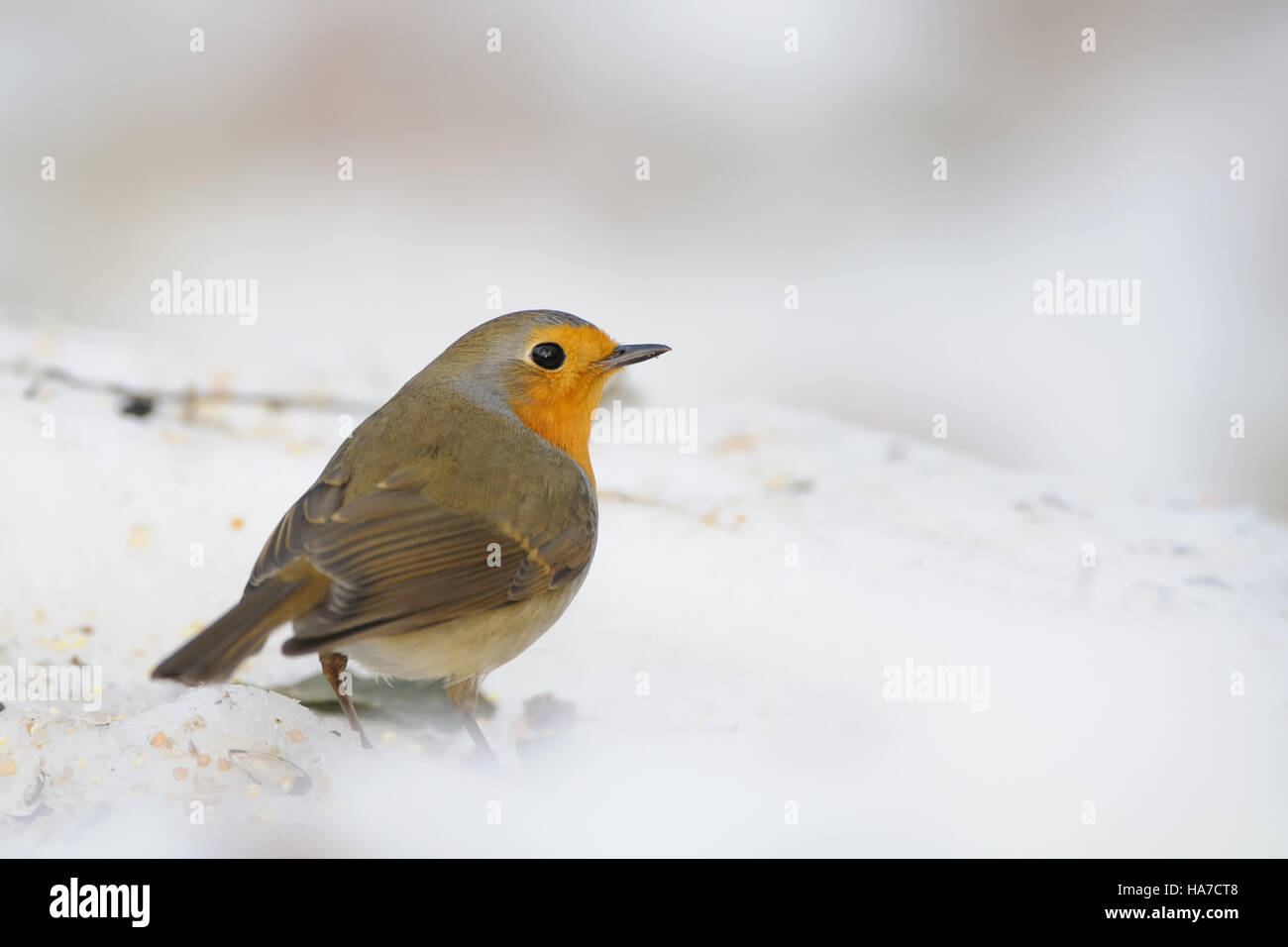 Rotkehlchen (Erithacus Rubecula) im Schnee. Moskau, Russland Stockfoto