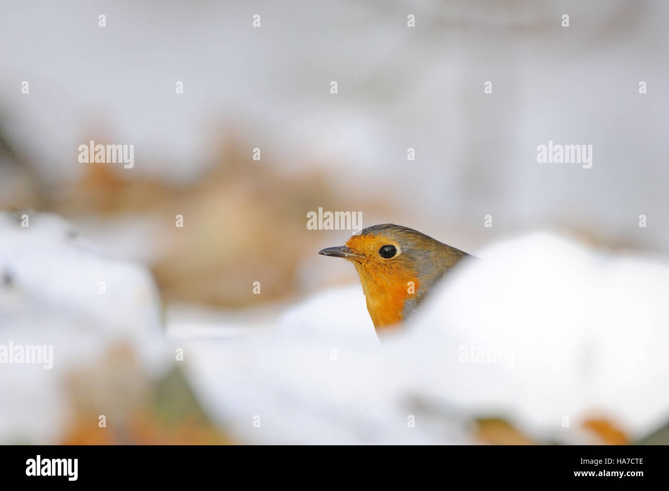 Rotkehlchen (Erithacus Rubecula) unter trockenen Blättern im Schnee. Moskau, Russland Stockfoto