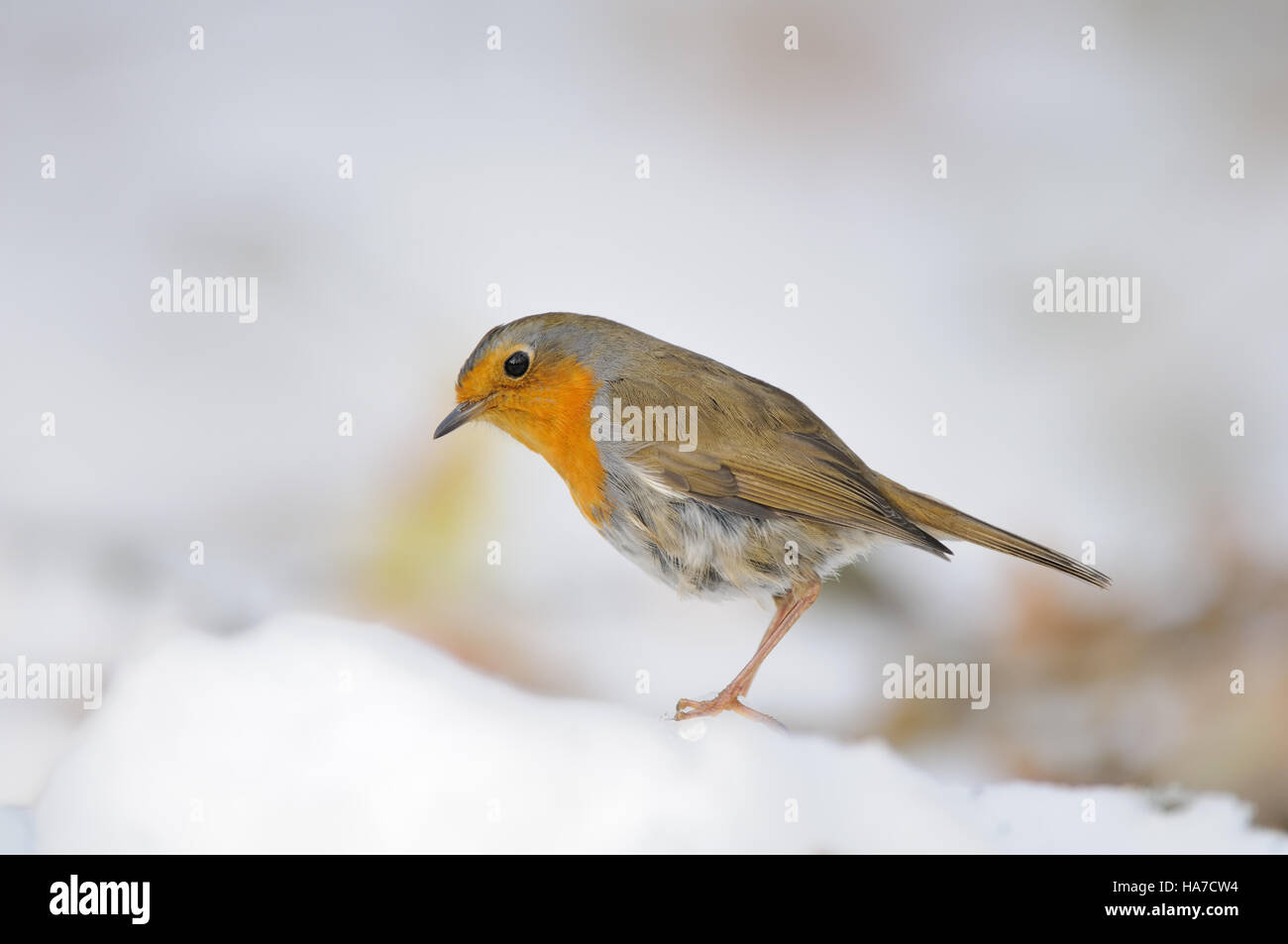 Rotkehlchen (Erithacus Rubecula) im Schnee. Moskau, Russland Stockfoto