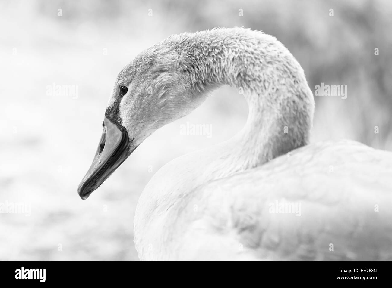 Cygnet Stockfoto