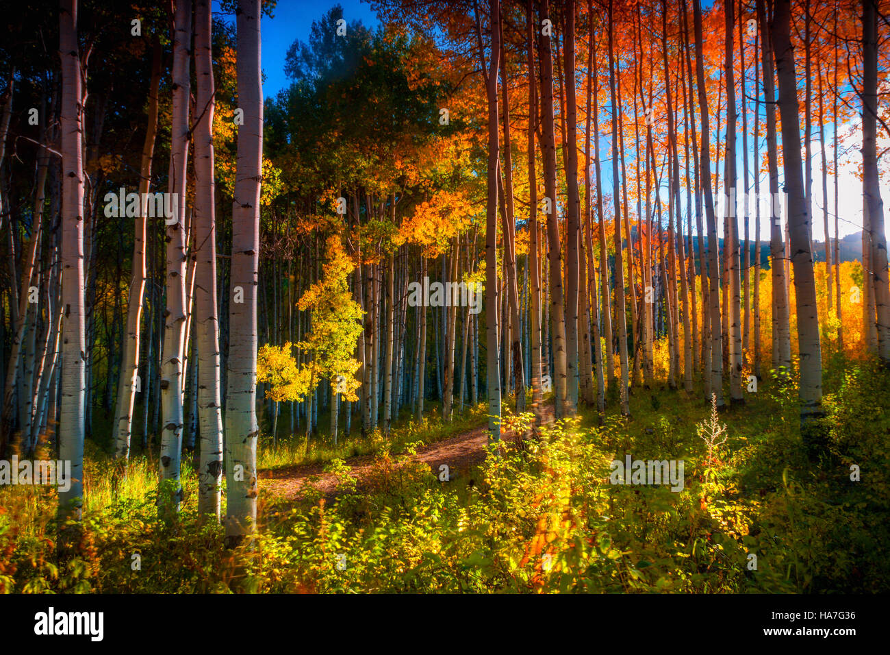 Espe Bäume lebendig im Herbst Sonnenlicht zeigen ihre herrlichen Farben entlang Kebler Pass, Colorado Stockfoto