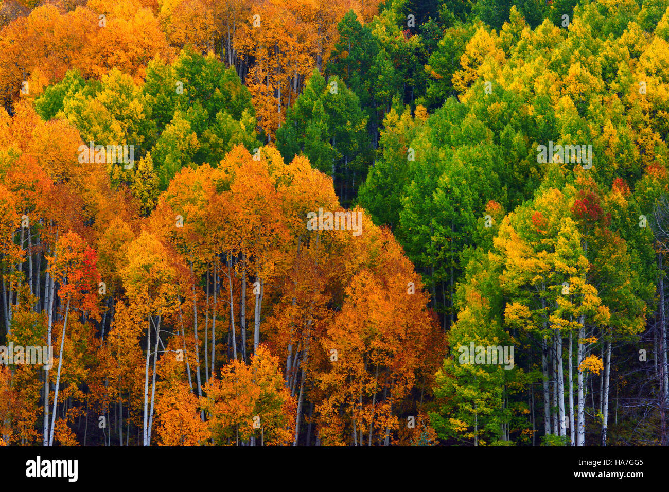 Espe Bäume der West Elk Mountains in Colorado zeigen ihre enorme Farben entlang Kebler Pass auf dem Höhepunkt des Herbstes Stockfoto