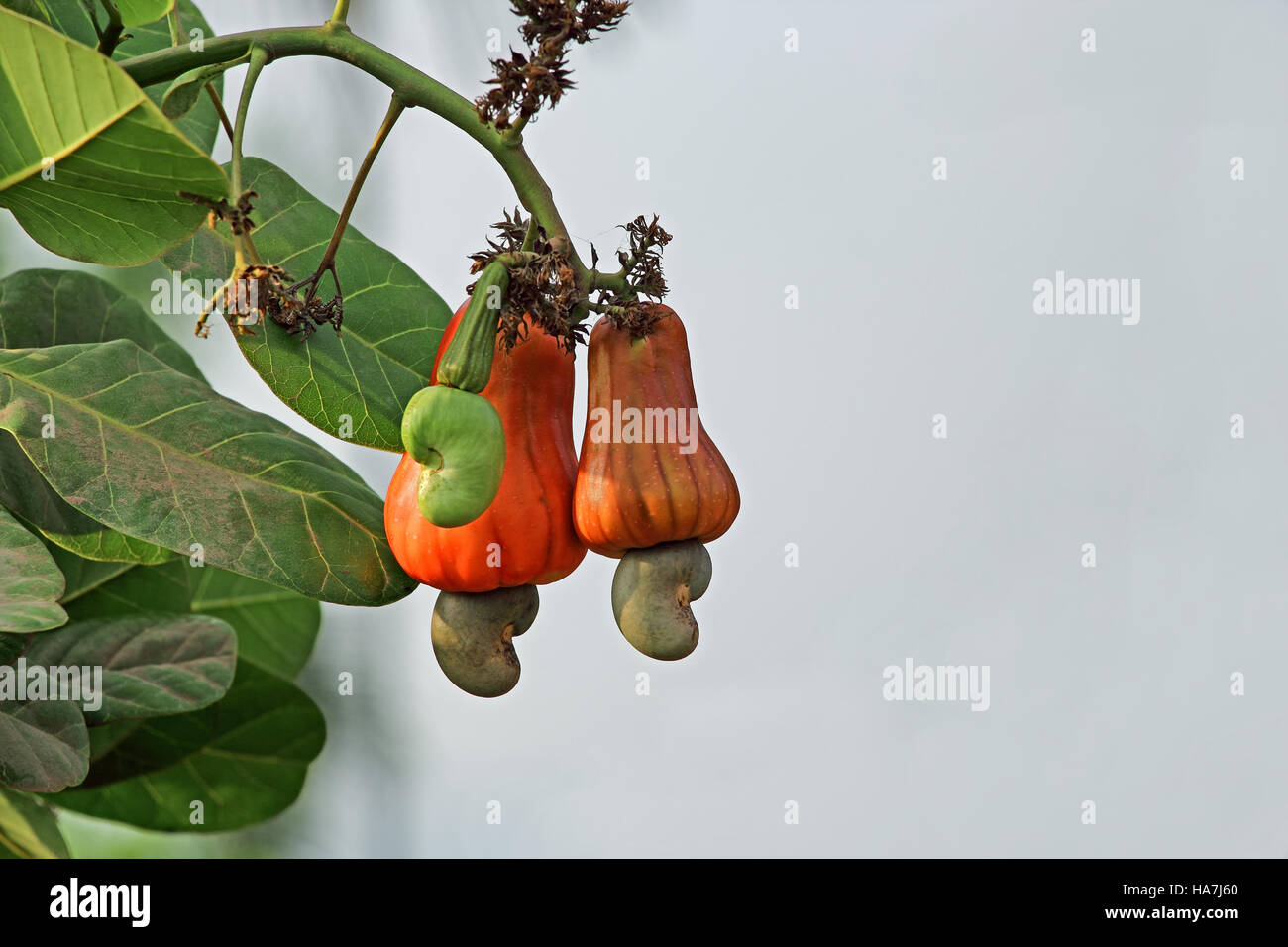 Reifung von Cashew-Nüssen in Baum in Goa, Indien. Cashew-Samen werden in Rezepten verwendet. Gereifte Cashewapfel Zellstoff wird in Alkohol destilliert. Stockfoto