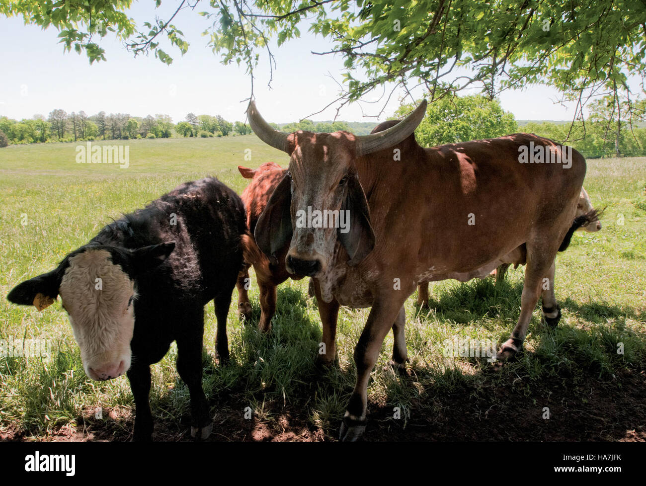 Usdagov 5707268180 20110505-RD-LSC-0643 Stockfoto