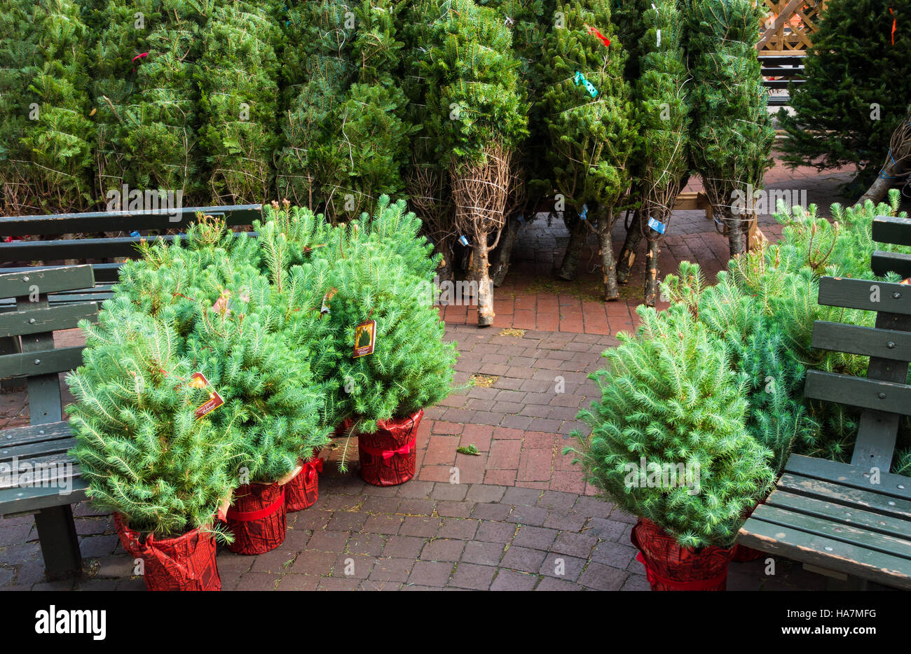 Kleine Stein Kiefern (Pinus Pinea) Weihnachten in roten Töpfen und Fraser Tannen (Arbies Fraseri) stehen und gewickelt Stockfoto