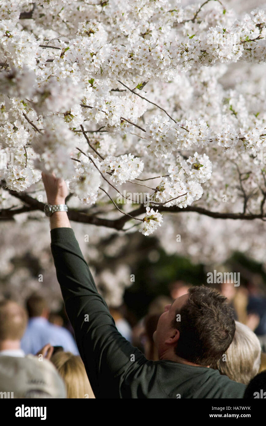 Dieses Bild zeigt die Schönheit der blühenden Kirschblüten rund um das Tidal Basin in Washington, D.C., ein Höhepunkt des jährlichen Frühlingsfestes, das das kulturelle Erbe und die natürliche Schönheit feiert. Stockfoto