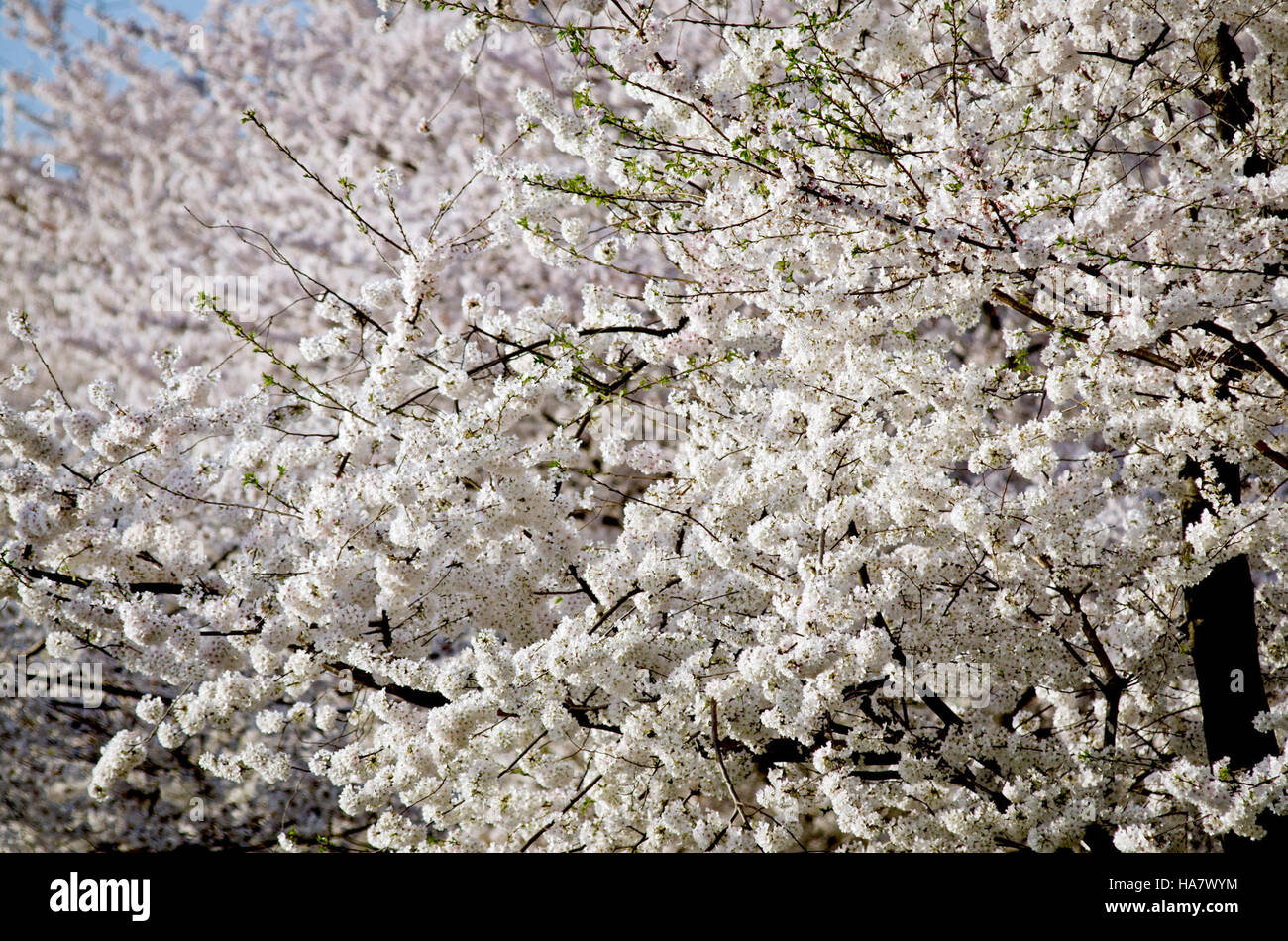 Die Kirschblüte im Tidal Basin in Washington, D.C. erblühen jährlich und ziehen Tausende von Besuchern an. Die malerische Szene mit Blüten umgeben von Wasser und Enten unterstreicht die Schönheit des Frühlings. Die Veranstaltung, die in Verbindung mit dem National Cherry Blossom Festival stattfindet, symbolisiert die Beziehung zwischen Natur, Kultur und Freundschaft zwischen den USA und Japan. Stockfoto